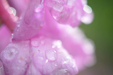 Su damlalı pembe çiçeğe yakın çekim. Makro fotoğraf.