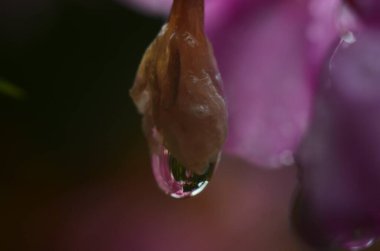 Su damlalı pembe çiçeğe yakın çekim. Makro fotoğraf.