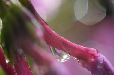 Su damlalı pembe çiçeğe yakın çekim. Makro fotoğraf.