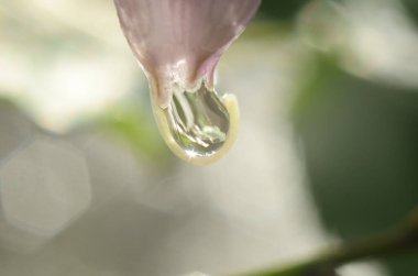Su damlalı pembe çiçeğe yakın çekim. Makro fotoğraf.