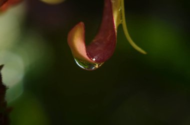 Su damlalı pembe çiçeğe yakın çekim. Makro fotoğraf.