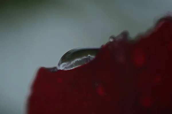 水滴付きピンクの花の閉鎖 マクロ写真 — ストック写真