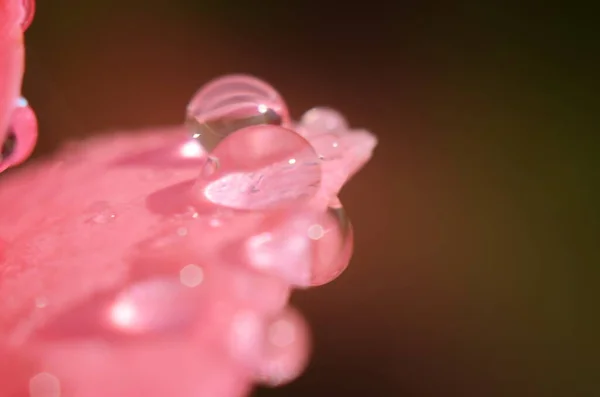 Крупним Планом Рожева Квітка Краплями Води Макро Фото — стокове фото