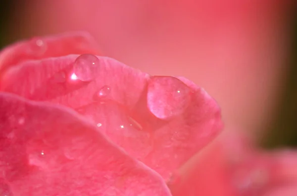 Primo Piano Fiore Rosa Con Gocce Acqua Macro Foto — Foto Stock