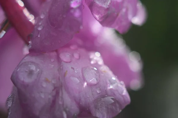 Closeup Pink Flower Water Drops Macro Photo — Stock Photo, Image