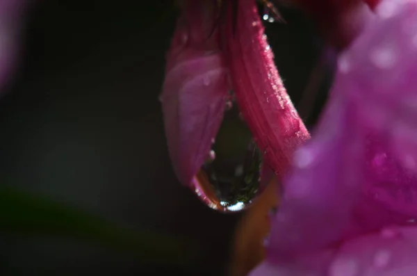 Closeup Flor Rosa Com Gotas Água Macro Foto — Fotografia de Stock