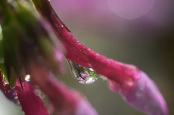 Closeup Pink Flower Water Drops Macro Photo — Stock Photo, Image