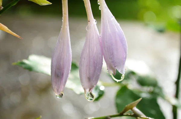 Gros Plan Fleur Rose Avec Gouttes Eau Macro Photo — Photo