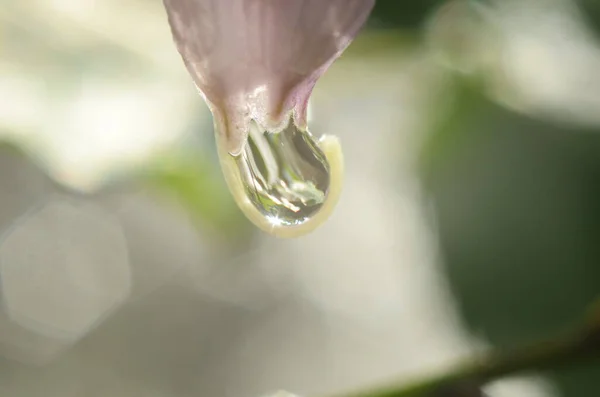 Närbild Rosa Blomma Med Vattendroppar Makro Foto — Stockfoto