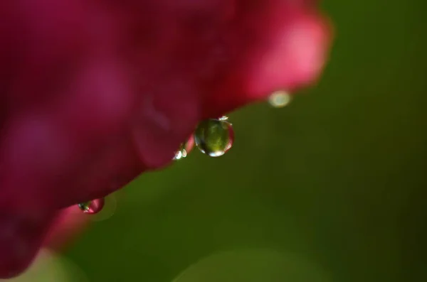 Close Van Roze Bloem Met Waterdruppels Macro Foto — Stockfoto