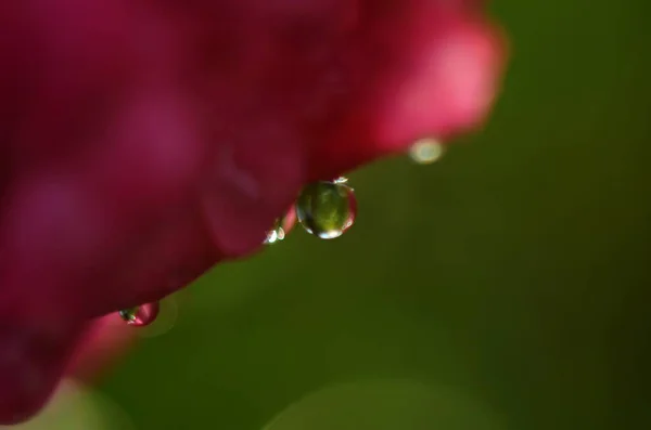 Primer Plano Flor Rosa Con Gotas Agua Macro Foto —  Fotos de Stock