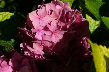 Yaprakların arka planında pembe ortanca. Doğa. Kapat.