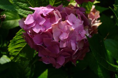 Yaprakların arka planında pembe ortanca. Doğa. Kapat.
