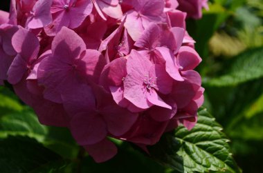 Yaprakların arka planında pembe ortanca. Doğa. Kapat.