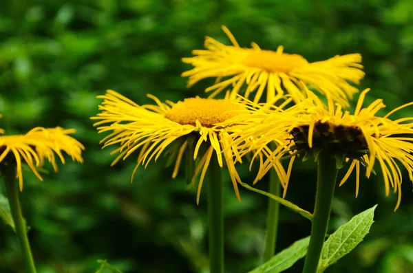 Fioritura Inula Alto Inula Helenium Giardino Biologico Medicinal Pianta Omeopatico — Foto Stock