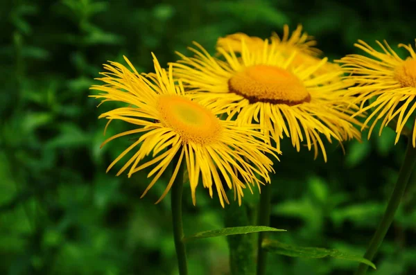 Blühende Inula Hoch Inula Helenium Bio Garten Heilpflanze Homöopathie Unscharfer — Stockfoto