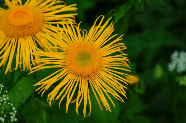 Blossoming Inula Alta Inula Helênio Jardim Orgânico Medicinal Planta Homeopatic — Fotografia de Stock