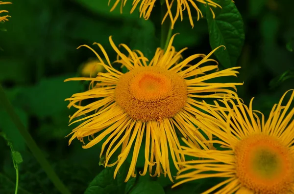 Florecimiento Inula Alta Inula Helenium Jardín Orgánico Medicinal Planta Homeopatic —  Fotos de Stock