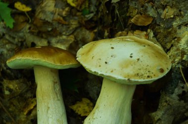 Ormanda kesilmiş mantarlar. Mantar boletus edilus. Ormanda popüler beyaz mantarlar.