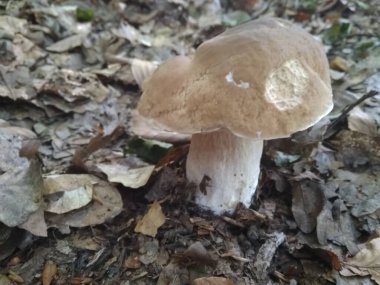 Ormanda kesilmiş mantarlar. Mantar boletus edilus. Ormanda popüler beyaz mantarlar.