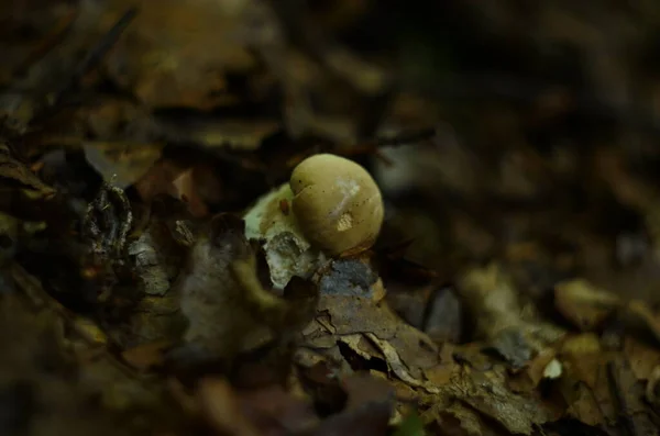 버섯들 우리가 검색어 인기있는 백상아리 — 스톡 사진