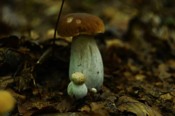 Μανιτάρια Κομμένα Στο Δάσος Μανιτάρι Boletus Edilus Δημοφιλή Λευκά Μανιτάρια — Φωτογραφία Αρχείου