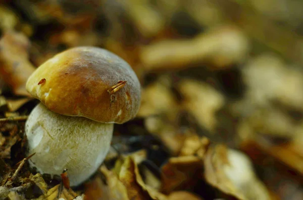 Μανιτάρια Κομμένα Στο Δάσος Μανιτάρι Boletus Edilus Δημοφιλή Λευκά Μανιτάρια — Φωτογραφία Αρχείου