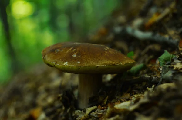 Грибы Вырубленные Лесу Mushroom Boletus Edig Популярные Белые Грибы Boletus — стоковое фото