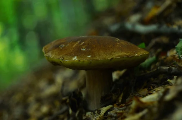 Μανιτάρια Κομμένα Στο Δάσος Μανιτάρι Boletus Edilus Δημοφιλή Λευκά Μανιτάρια — Φωτογραφία Αρχείου