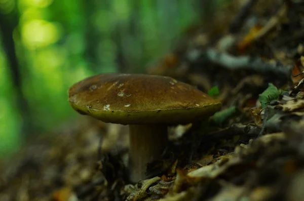 Cogumelos Cortados Floresta Boleto Cogumelos Edilus Cogumelos Boletus Brancos Populares — Fotografia de Stock