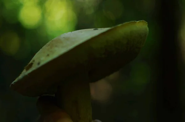 Грибы Вырубленные Лесу Mushroom Boletus Edig Популярные Белые Грибы Boletus — стоковое фото