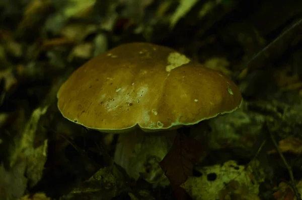 Ormanda Kesilmiş Mantarlar Mantar Boletus Edilus Ormanda Popüler Beyaz Mantarlar — Stok fotoğraf