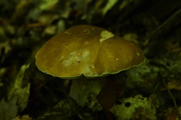 Грибы Вырубленные Лесу Mushroom Boletus Edig Популярные Белые Грибы Boletus — стоковое фото