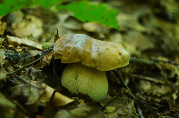 Μανιτάρια Κομμένα Στο Δάσος Μανιτάρι Boletus Edilus Δημοφιλή Λευκά Μανιτάρια — Φωτογραφία Αρχείου