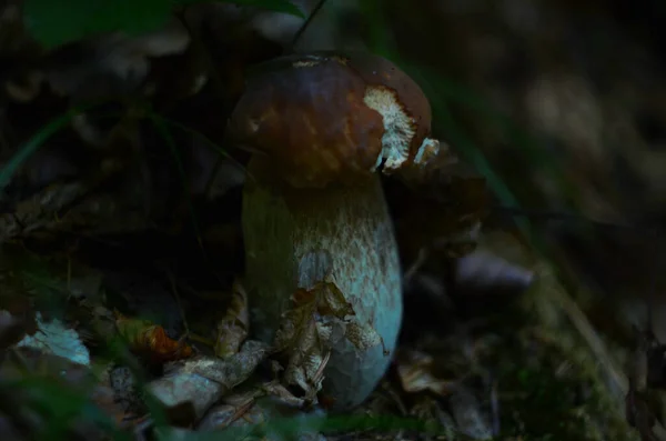 Pilze Den Wäldern Gefällt Steinpilz Edilus Beliebte Steinpilze Wald — Stockfoto