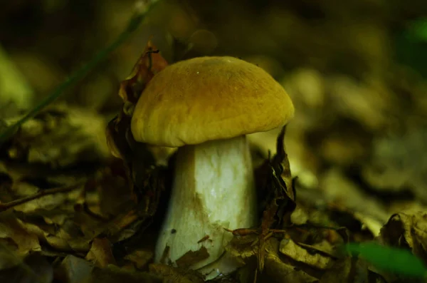 Setas Cortadas Bosque Mushroom Boletus Edilus Setas Boletus Blancas Populares —  Fotos de Stock