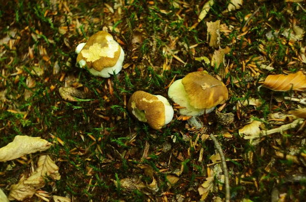 キノコは森の中でカット キノコ ボレトス エディルス 森の中で人気の白いボレトスキノコ — ストック写真