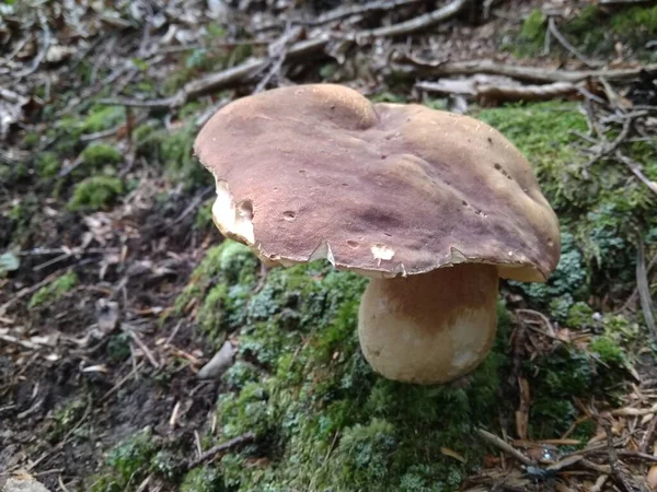 Houby Krájené Lese Houbový Boletus Edilus Oblíbené Bílé Boletus Houby — Stock fotografie