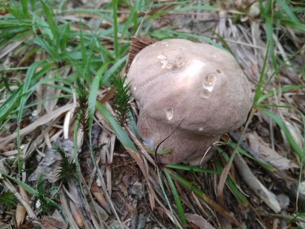 蘑菇在树林里生长 Mushroom Boletus Edilus 森林中流行的白色宝莲蘑菇 — 图库照片
