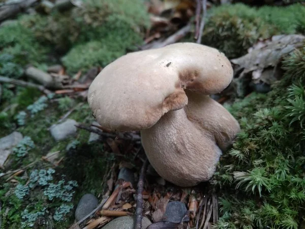 Paddenstoelen Gekapt Het Bos Paddenstoel Boletus Edilus Populaire Witte Boletus — Stockfoto