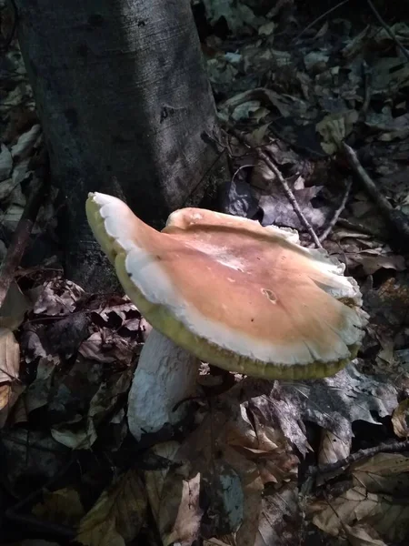 蘑菇在树林里生长 Mushroom Boletus Edilus 森林中流行的白色宝莲蘑菇 — 图库照片