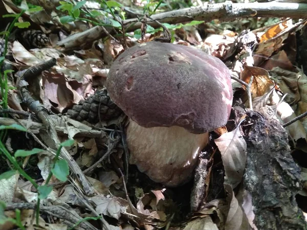 Funghi Tagliati Nel Bosco Fungo Boletus Edilus Funghi Bianchi Popolari — Foto Stock