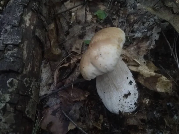 Grzyby Krojone Lesie Boletus Edilus Grzybowy Popularne Białe Grzyby Boletus — Zdjęcie stockowe