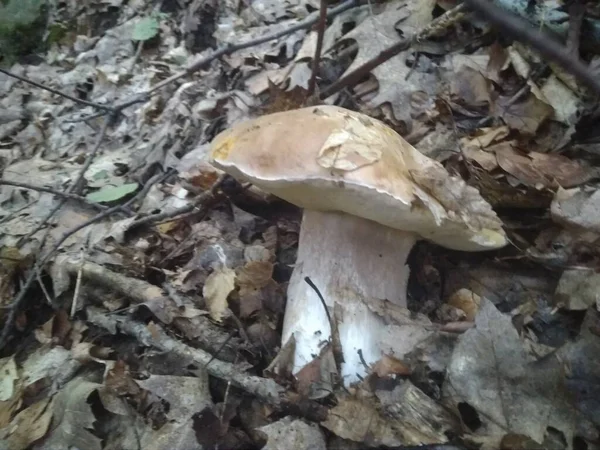 蘑菇在树林里生长 Mushroom Boletus Edilus 森林中流行的白色宝莲蘑菇 — 图库照片