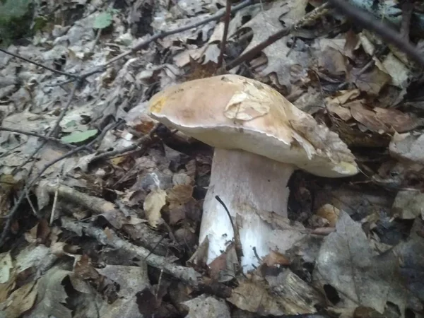 Paddenstoelen Gekapt Het Bos Paddenstoel Boletus Edilus Populaire Witte Boletus — Stockfoto