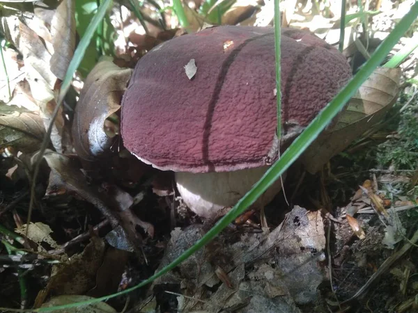 蘑菇在树林里生长 Mushroom Boletus Edilus 森林中流行的白色宝莲蘑菇 — 图库照片