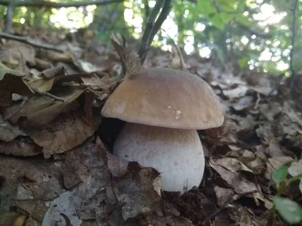 Paddenstoelen Gekapt Het Bos Paddenstoel Boletus Edilus Populaire Witte Boletus — Stockfoto