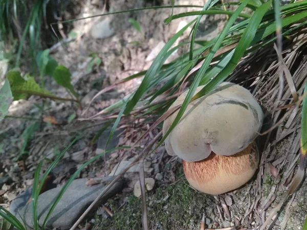 Setas Cortadas Bosque Mushroom Boletus Edilus Setas Boletus Blancas Populares —  Fotos de Stock