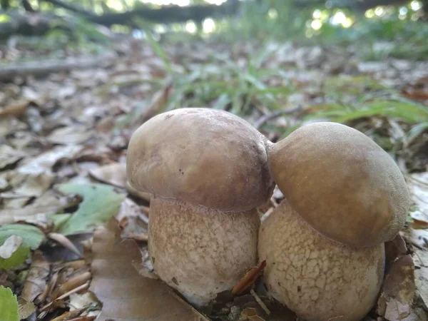 Gombát Vágtak Erdőben Gombás Boletus Edilus Népszerű Fehér Boletus Gomba — Stock Fotó