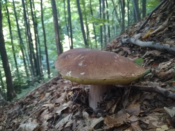 Pilze Den Wäldern Gefällt Steinpilz Edilus Beliebte Steinpilze Wald — Stockfoto